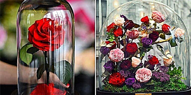 Ove prave očarane ruže trajat će više od 20 magičnih godina