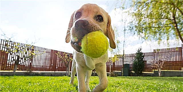 Esta bola intelixente permite que o teu animal doméstico consiga cos mesmos cando non estás na casa