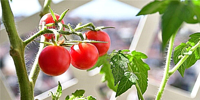 همه چیزهایی که باید در مورد رشد گوجه فرنگی بدانید