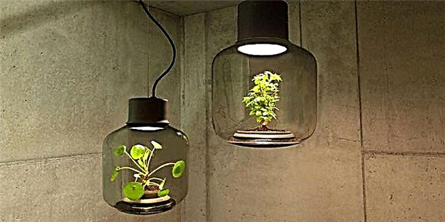 Estas lámpadas permítenche cultivar plantas en cuartos escuros e sen ventás