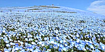 Možete virtualno obilaziti ovaj očaravajući japanski park u kojem cvjeta 5 milijuna plavih cvjetova