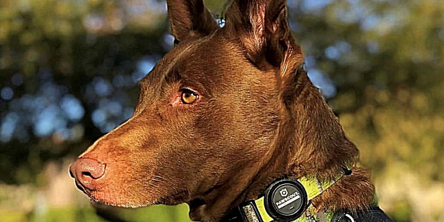 Etiketat e përkëdhelur të përkëdhelur do t'ju alarmojnë kur qeni juaj ka dalë nga shtëpia - dhe ata janë nën 20 dollarë