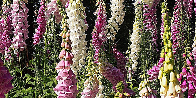 آپ کو یہ ‘کینڈی ماؤنٹین’ پھول اپنے باغ میں رنگین پھاڑ کے لئے لگانا چاہئے