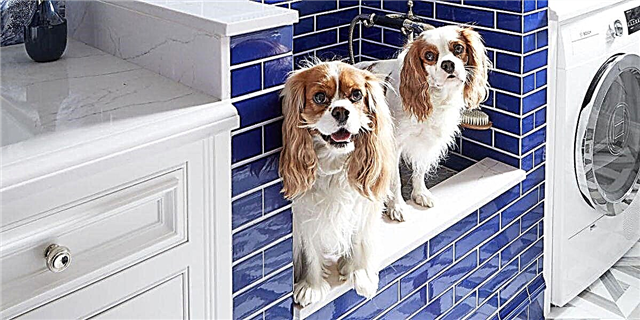 Энэ угаалгын өрөөний нохойн шүршүүр нь таны хэрэгцээг намжаах болно
