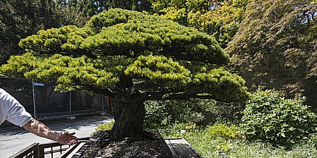 Esta árbore de Bonsai sobreviviu a unha bomba atómica