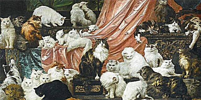 اکنون شانس شما برای داشتن بزرگترین نقاشی گربه در جهان است