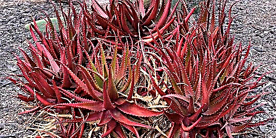 این گیاهان آلوئه قرمز زرق و برق دار مانند آتش بازی به نظر می رسند و ما وسواس می کنیم