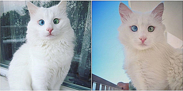 Познакомьтесь с новым самым красивым котом в Instagram