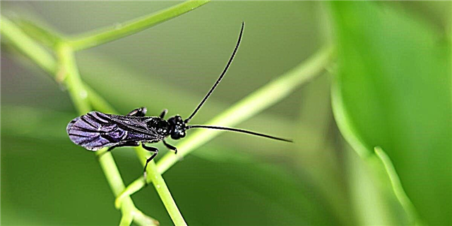 'နမ်းနေသည့် bug များ' ဤရာသီကိုသတိပြုပါ။ သေစေနိုင်သောရောဂါကိုဖြစ်စေနိုင်သည်