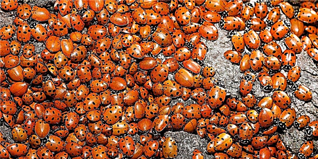 Një tufë e gjerë e Ladybugs prej 80 kilometrash kanë kapërcyer qiellin SoCal