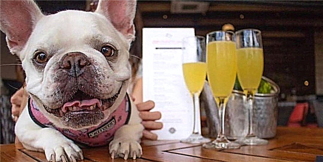 Este restaurante de Florida desexa que traia ao seu can para o brunch para unha mimosa