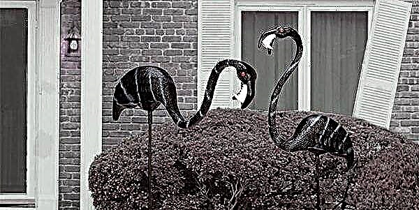 Зомби Фламинго отпугнет стадо ваших соседей в этот Хэллоуин