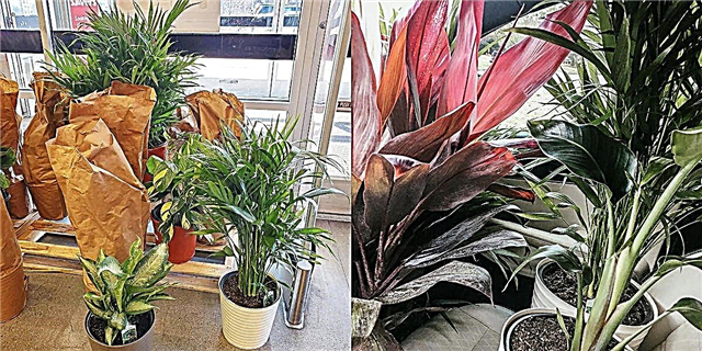 Aldi está vendendo unha variedade de plantas exóticas de casas tropicais e os teus hóspedes nunca saberán que só teñen 13 dólares.