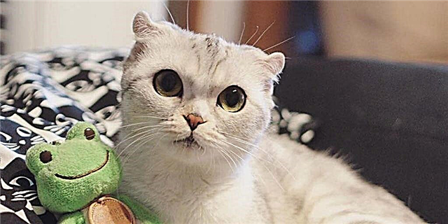 Instagram është i fiksuar pas kësaj mace të adhurueshme me sy të mëdhenj