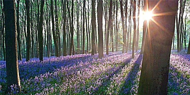 Ang Bluebell Forest na Ito ay ang Pinaka Magical Spring Escape