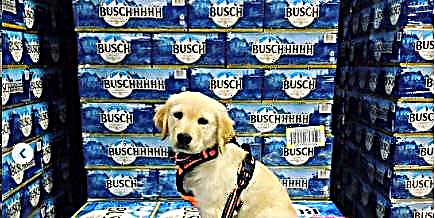 თუ ძაღლს უვლით Midwest Animal Rescue- ს და მომსახურებას, შეგიძლიათ უფასო ლუდი მიიღოთ Busch– დან