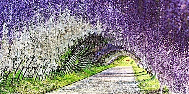 Японд байдаг энэхүү Wisteria цэцгийн туннель нь дэлхийн хамгийн ид шидийн газар юм