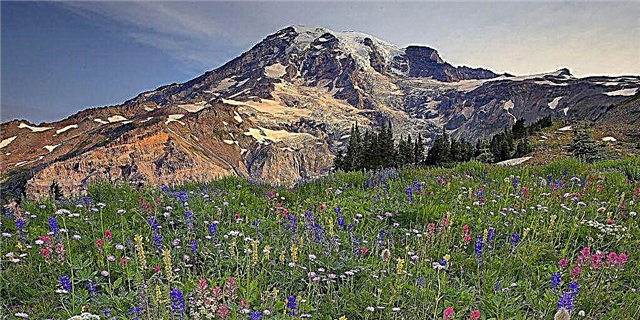 Ang Mount Rainier National Park Hapit na Magkuha Usa ka Dili Masaway nga Wild Bloom So Plano ang Imong biyahe ASAP