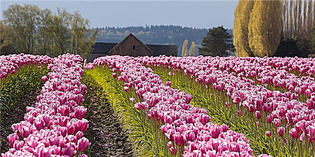 Ing kene Iki Paskah ing Tulip Pesta Mlaku ing spring taun A.S.