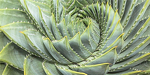 9 Чизҳои ҷолибе, ки шумо дар бораи Aloe намедонистед