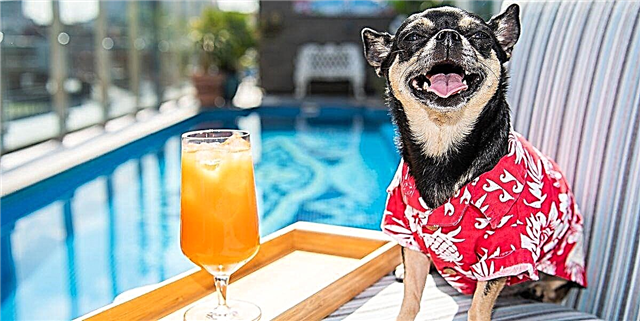 Hotels.com дар ҷустуҷӯи меҳмонхонаи аввалини Canine барои ҷаҳониён интиқод мекунад