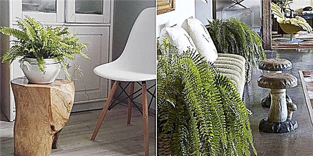 Ferns ກຳ ລັງຊະນະການປະກວດຄວາມນິຍົມຂອງ Houseplant