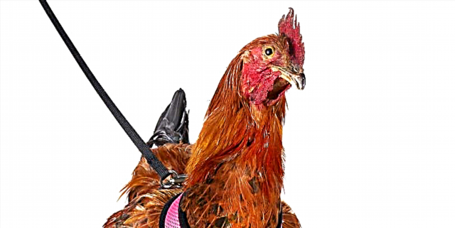 Существует шлейка для цыплят, так что вы можете взять курицу на прогулку